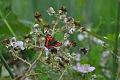 small tortoiseshell butterfly-4